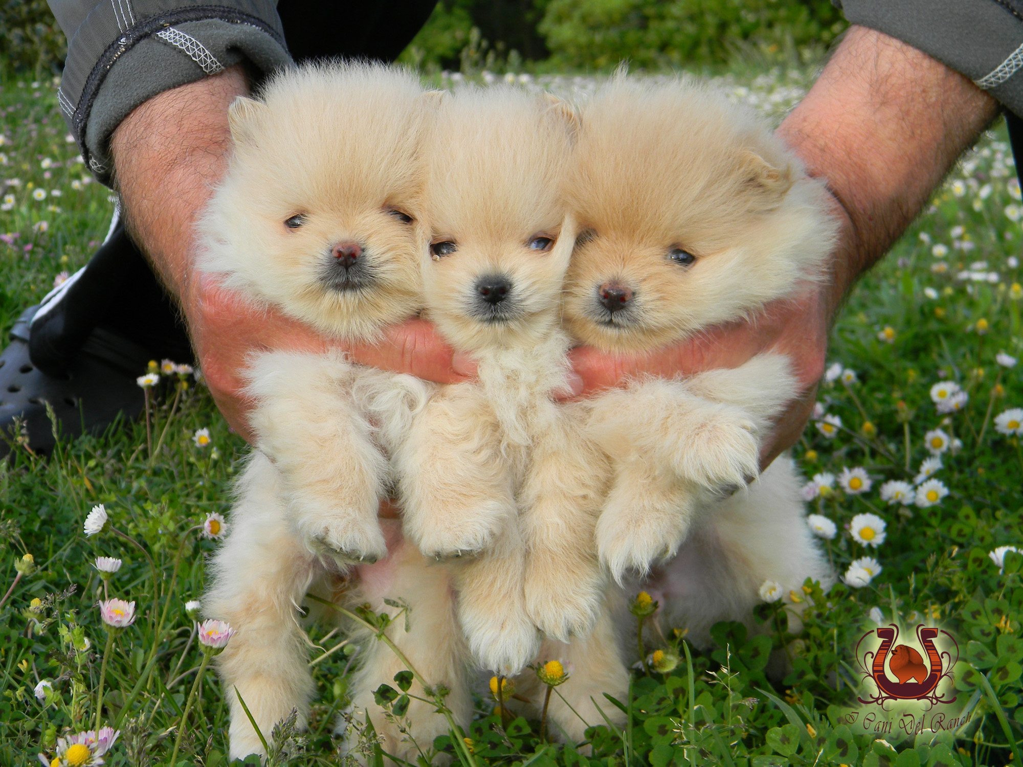 cucciolo volpino di pomerania